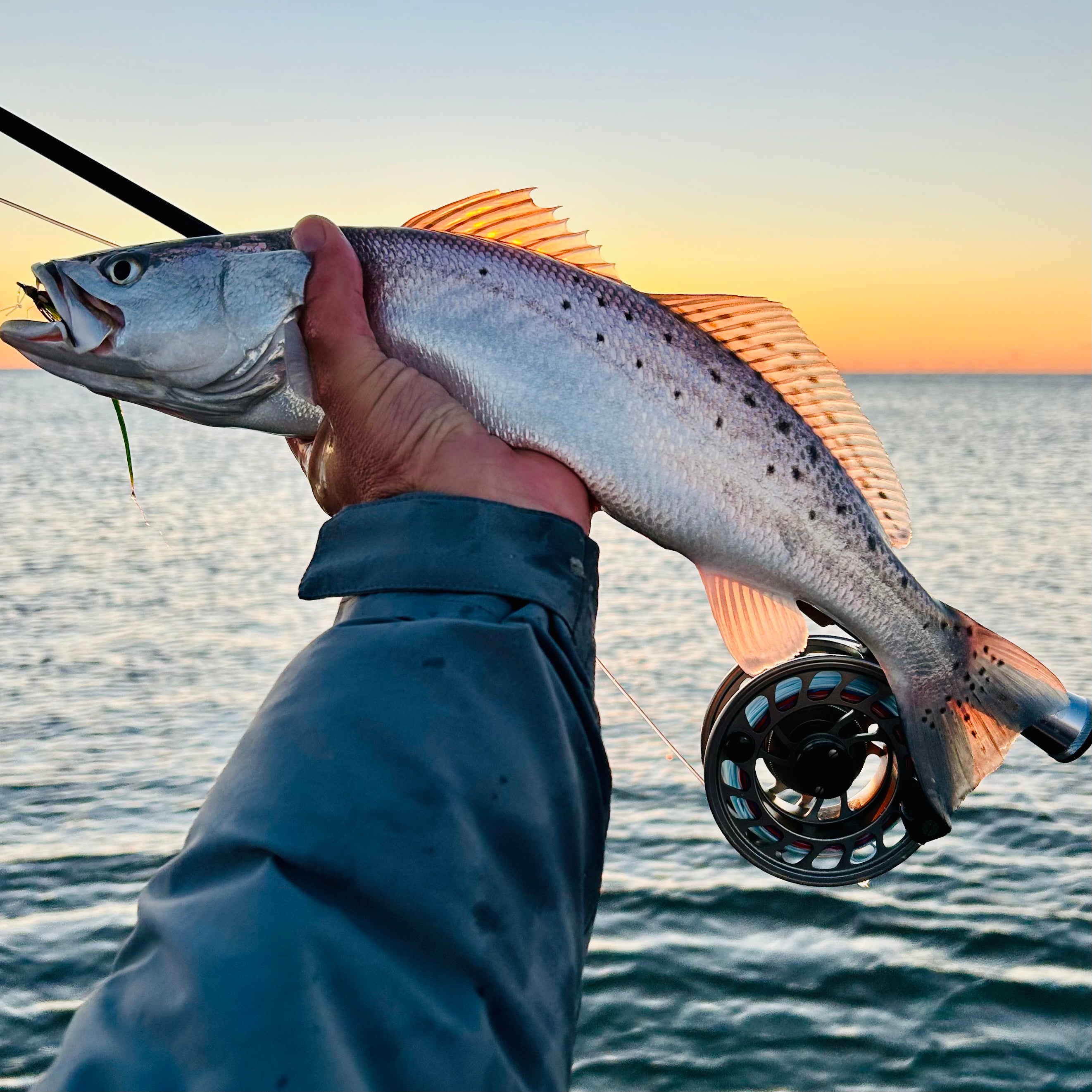 A speckled trout caught at sunrise while fly fishing in Beaufort SC